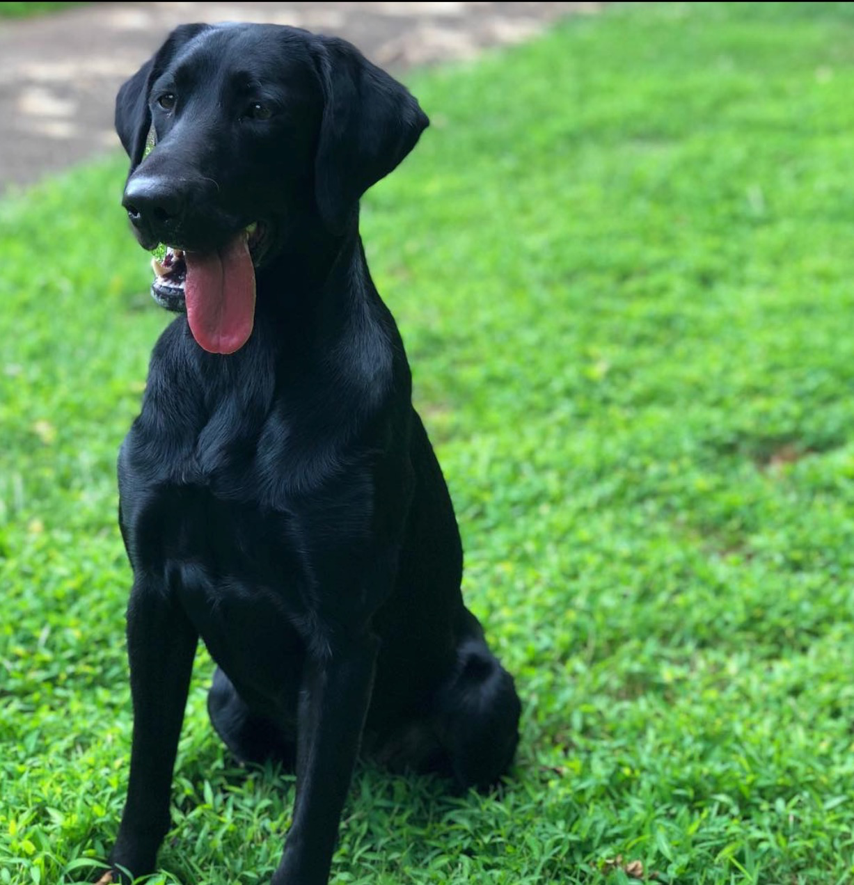 Princess Myah | Black Labrador Retriver