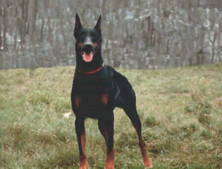 Bullj del Diamante Nero | Black Doberman Pinscher