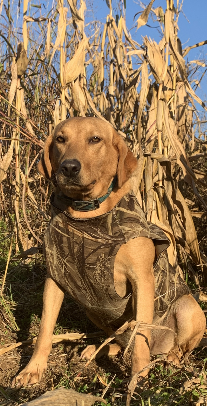 ISR Tequila On The Rox | Yellow Labrador Retriver