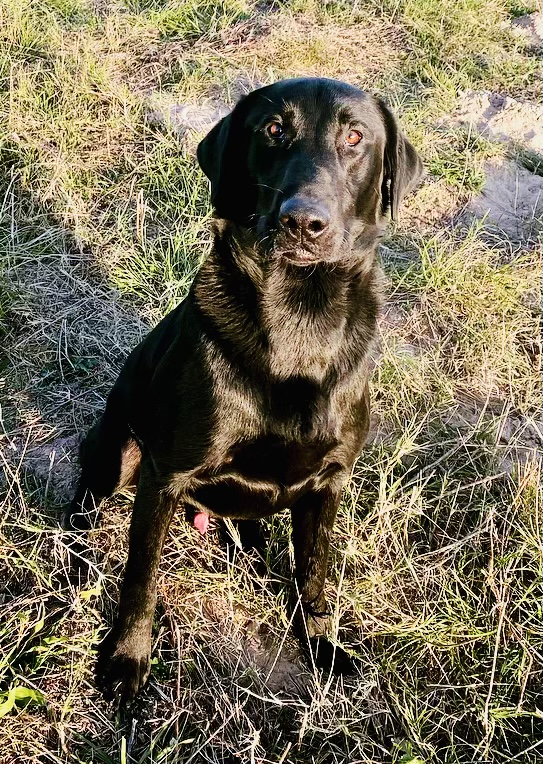 RDR Gotta Take A Chance To Hit A Home Run | Black Labrador Retriver