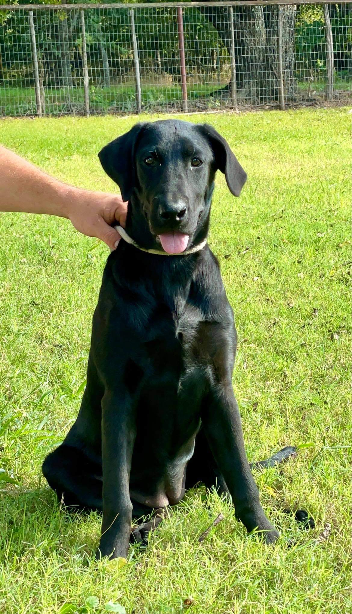 RDR Seaside Supermodel | Black Labrador Retriver