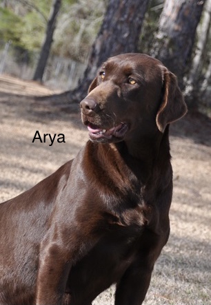 Big Creek's Arya Ready For This | Chocolate Labrador Retriver