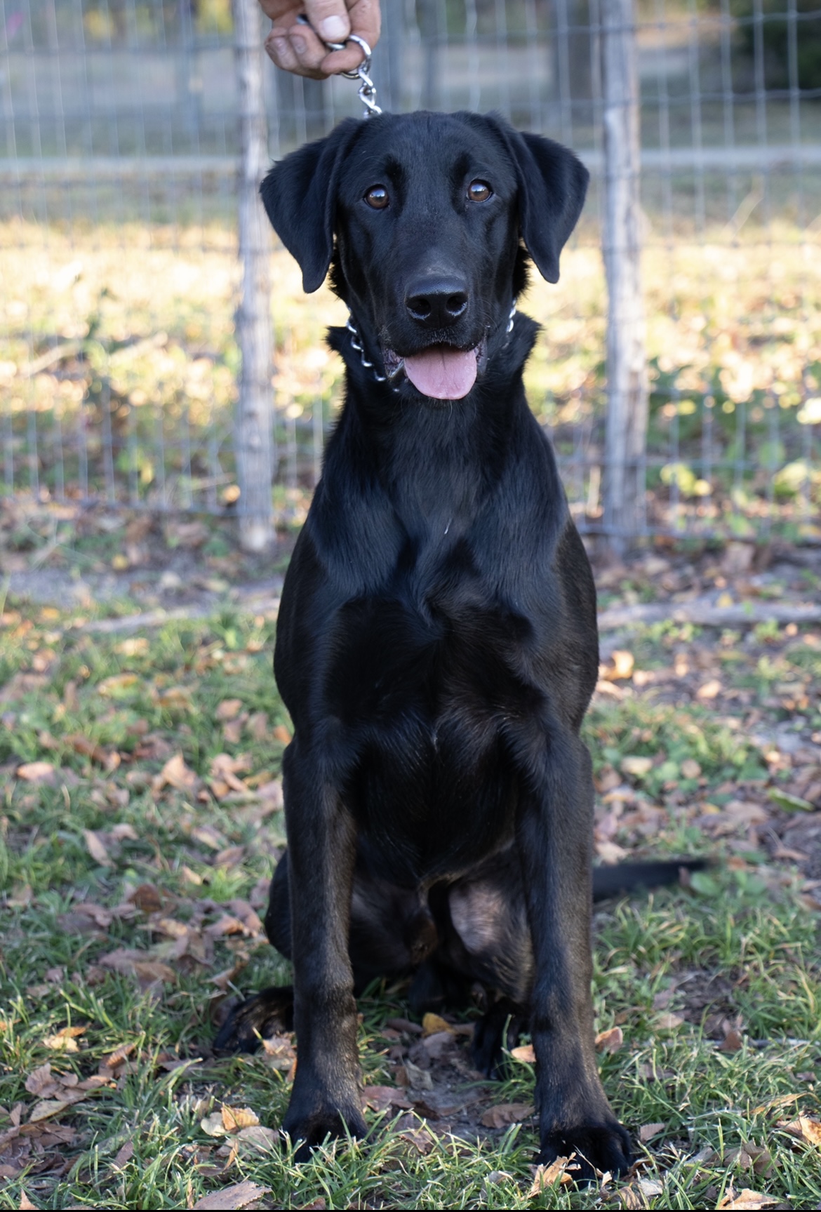 RDR Lunatic Fringe | Black Labrador Retriver