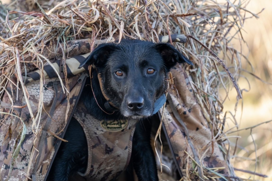 SHR RDR Three Rings Jade | Black Labrador Retriver