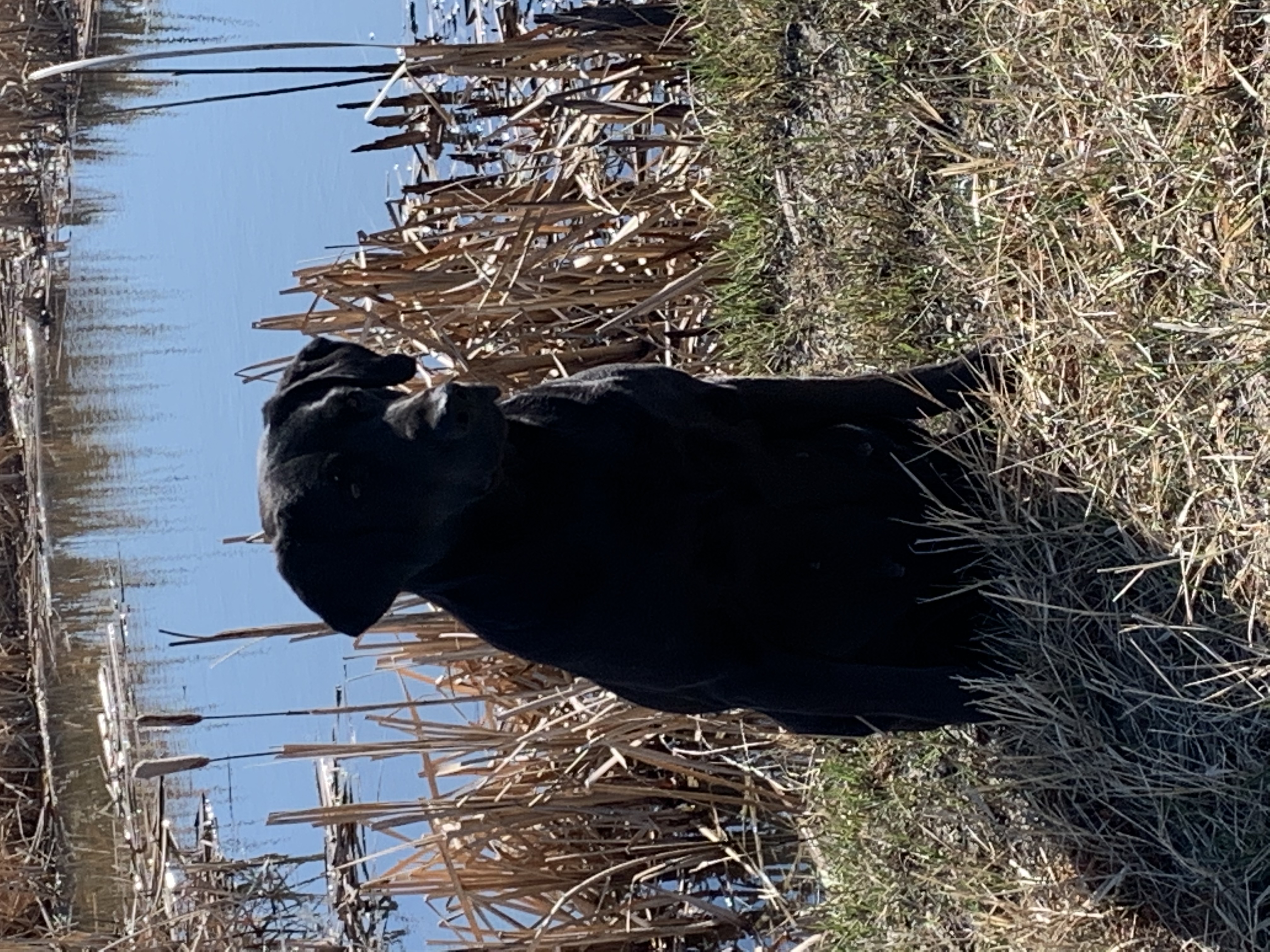 Prairestorm Shadow JH | Black Labrador Retriver