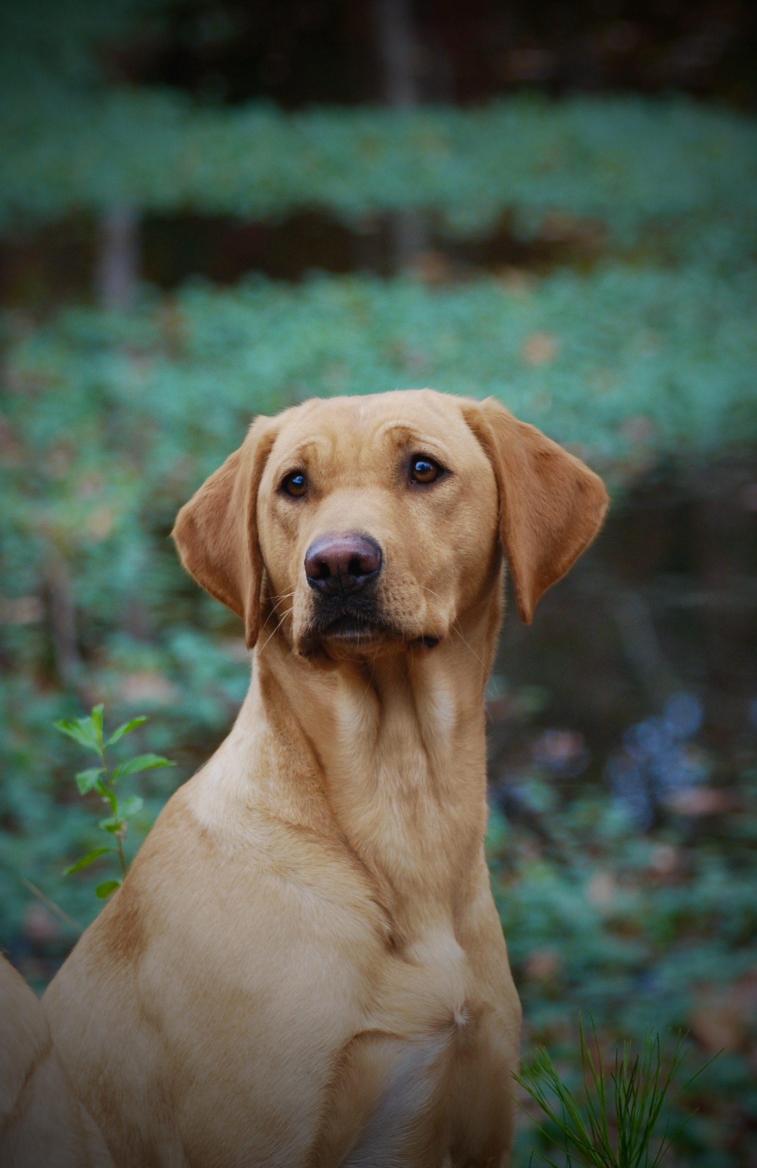 Pathfinder's Fish N Chips JH | Yellow Labrador Retriver