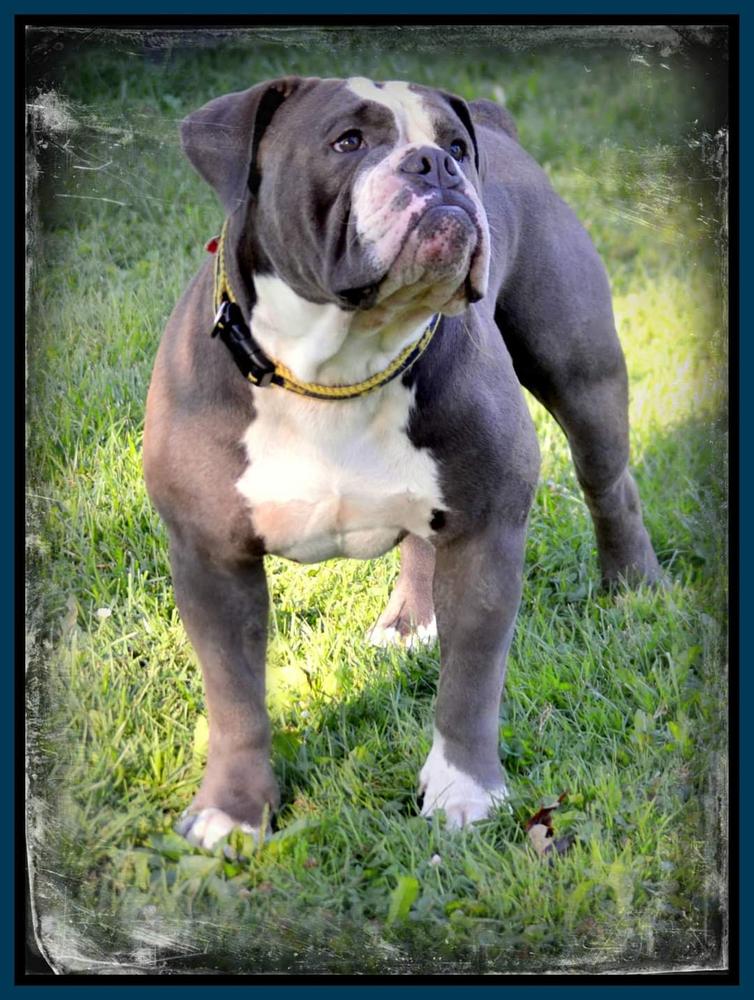 Kountry Bullz' Sparticus | Olde English Bulldogge 