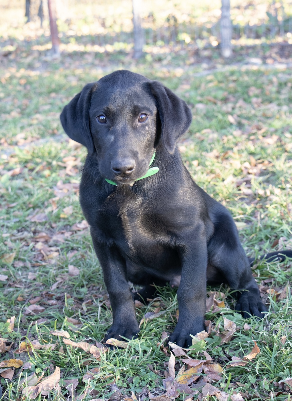 RDR Texas Playboy | Black Labrador Retriver