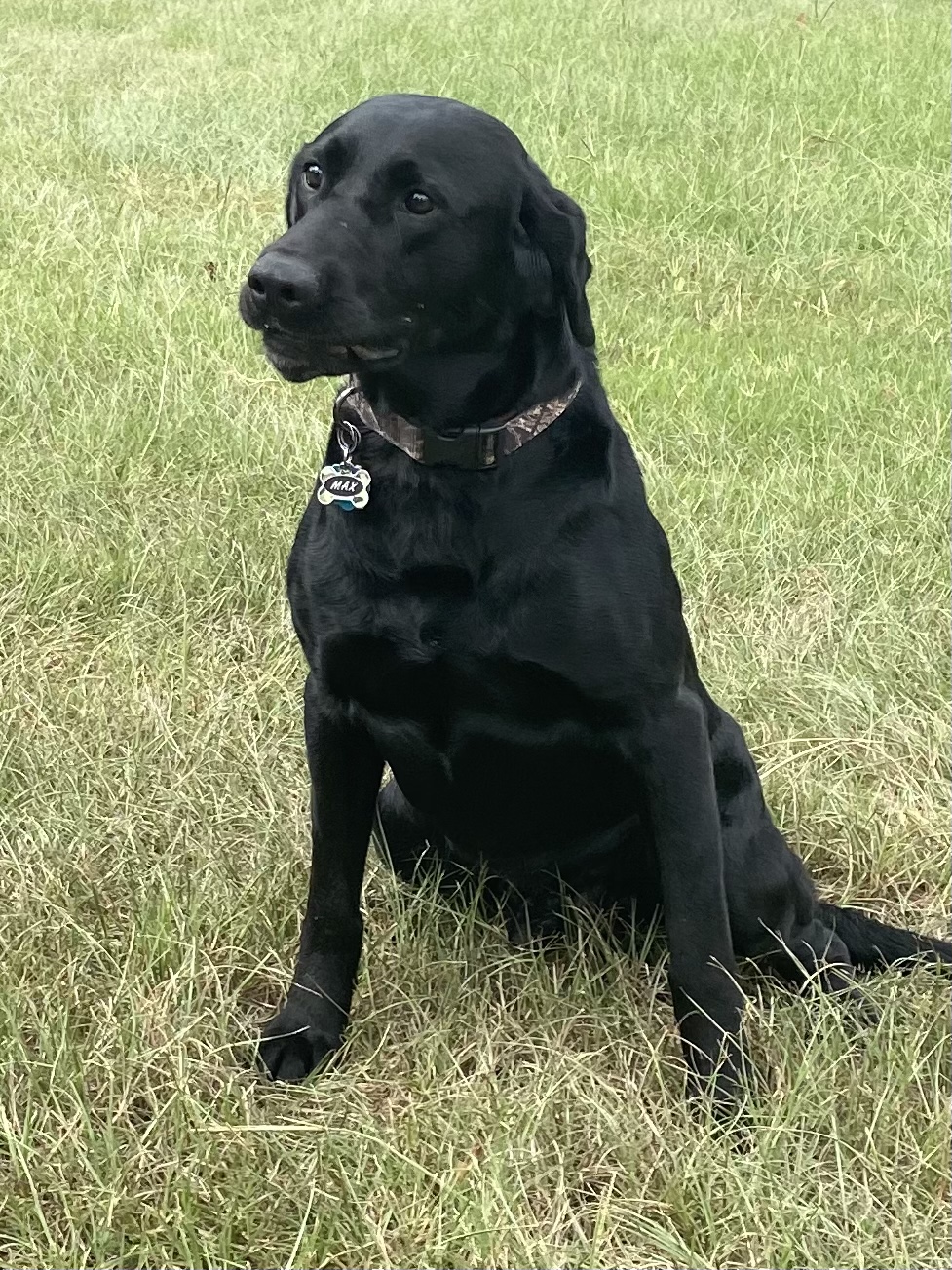 Maximus Camouflage | Black Labrador Retriver