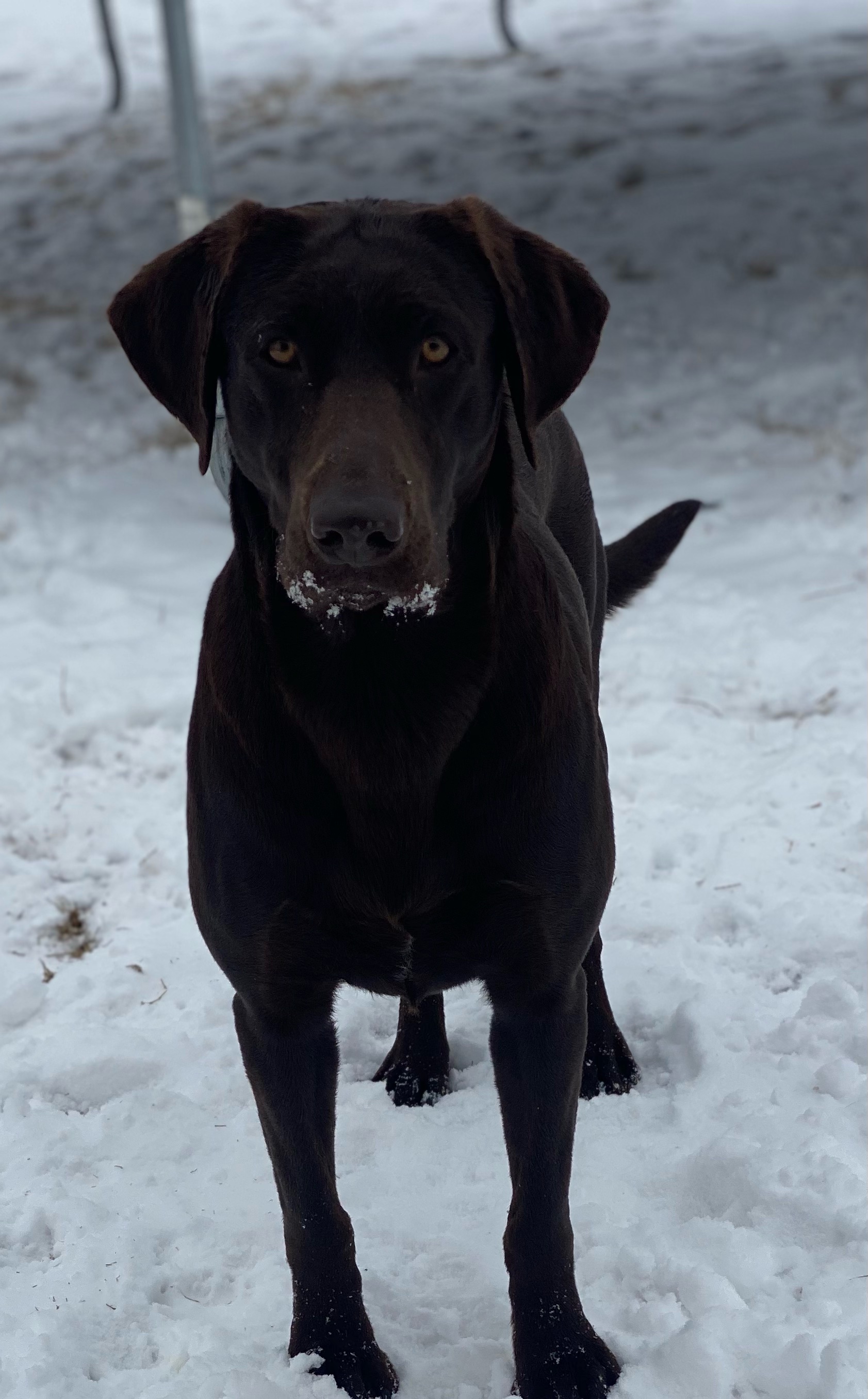 Ra-zara | Chocolate Labrador Retriver