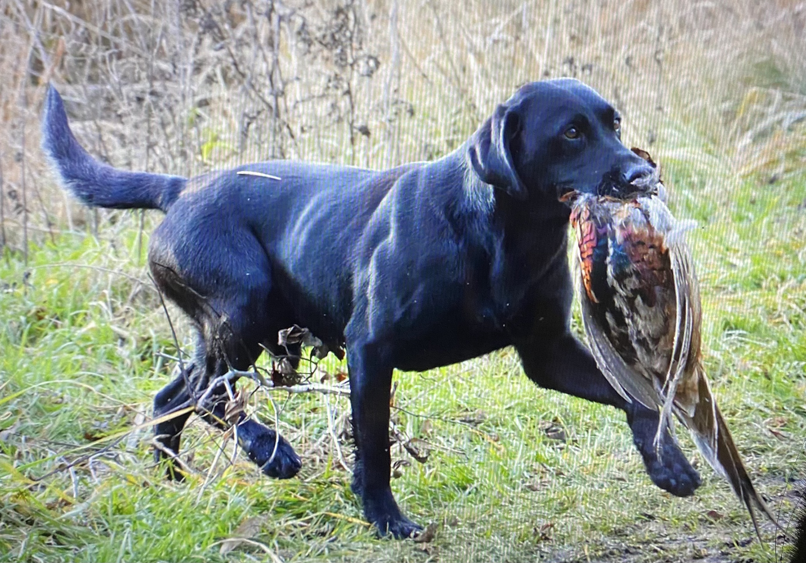 5 x INT. FTCH Winner     4 x INT. FT 2nd place Garagill Pike | Black Labrador Retriver