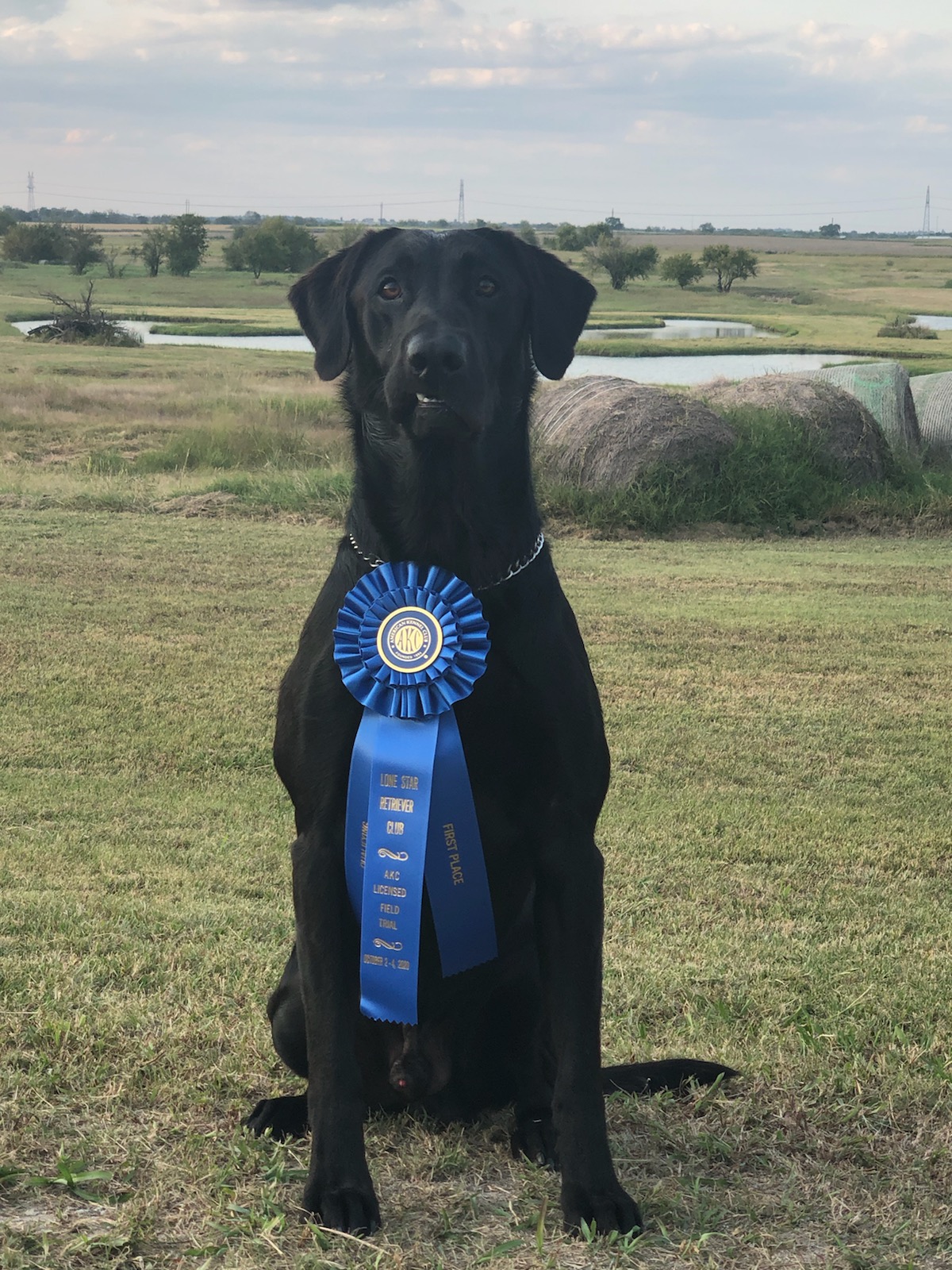 Ford's Drive By QA2 | Black Labrador Retriver