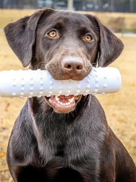 Gettin’ Rich On A Cajun Penny | Chocolate Labrador Retriver