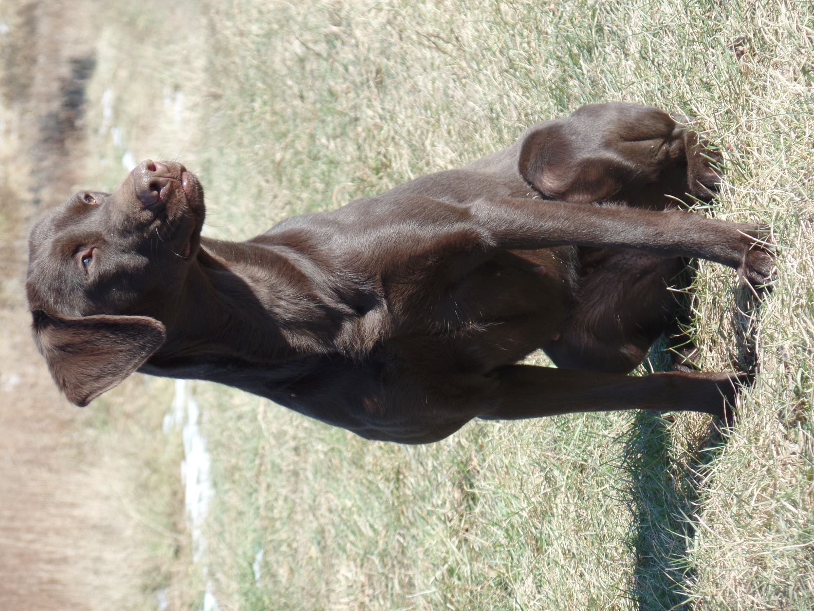 Running Rich With Autumn Color | Chocolate Labrador Retriver