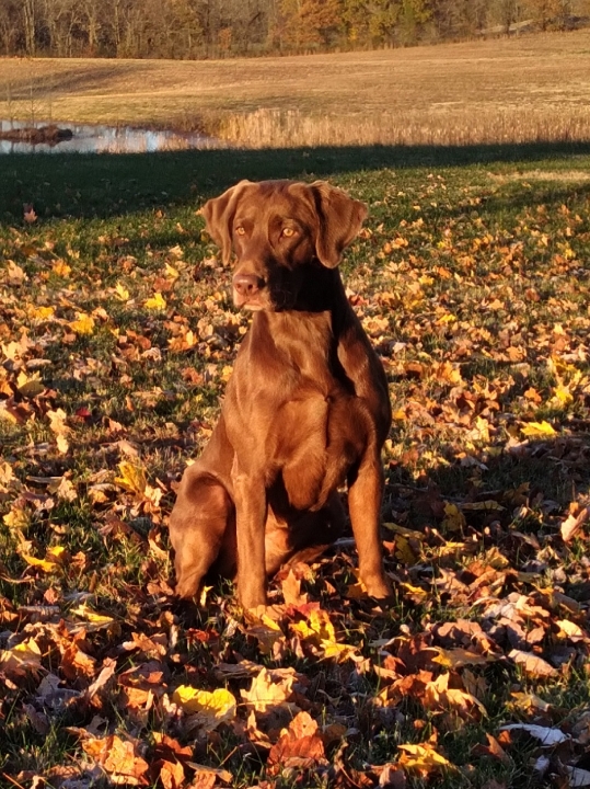 2.3 Seconds Bolo Whiteriver Boondocks QAA | Chocolate Labrador Retriver