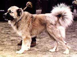 Anchar Naumenko | Caucasian Mountain Dog 