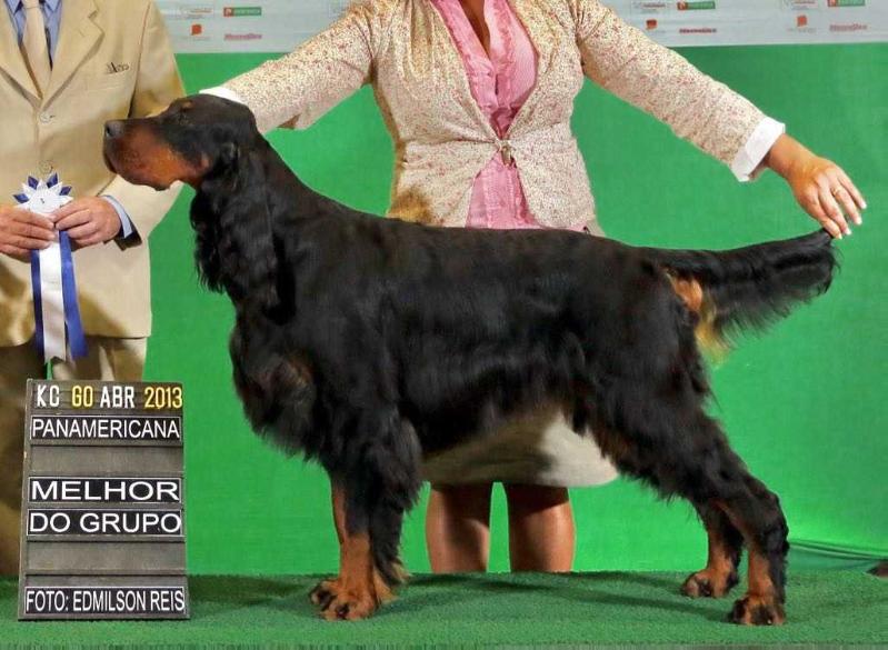 Mysty Lakes New Star of Triaccan | Gordon Setter 