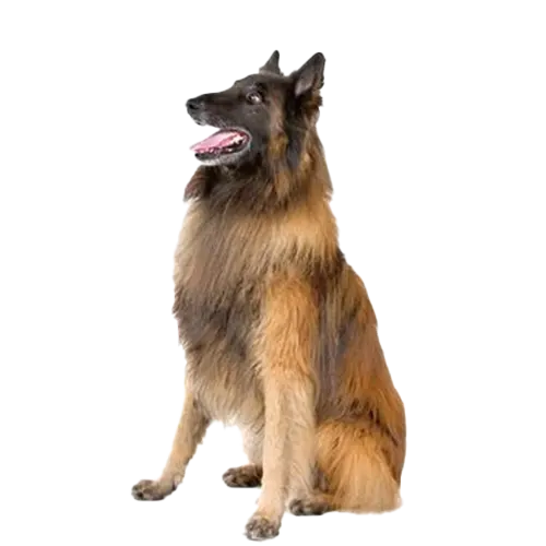 Belgian Tervuren