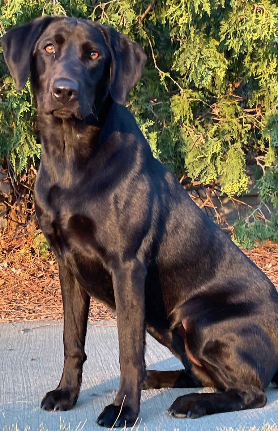 Rocksolids Sx Bree SH | Black Labrador Retriver