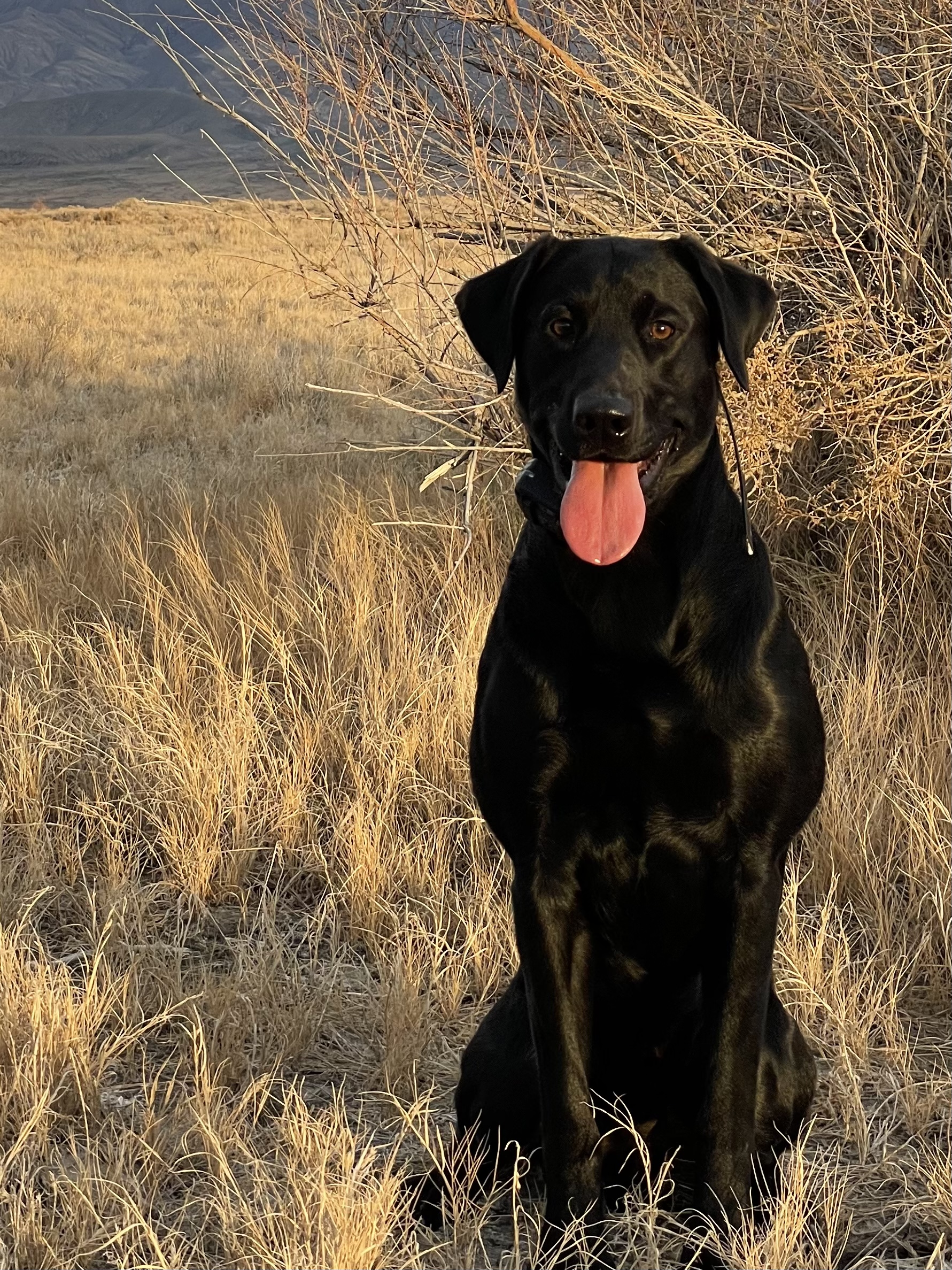 Mighty Mississippi Red JH | Black Labrador Retriver