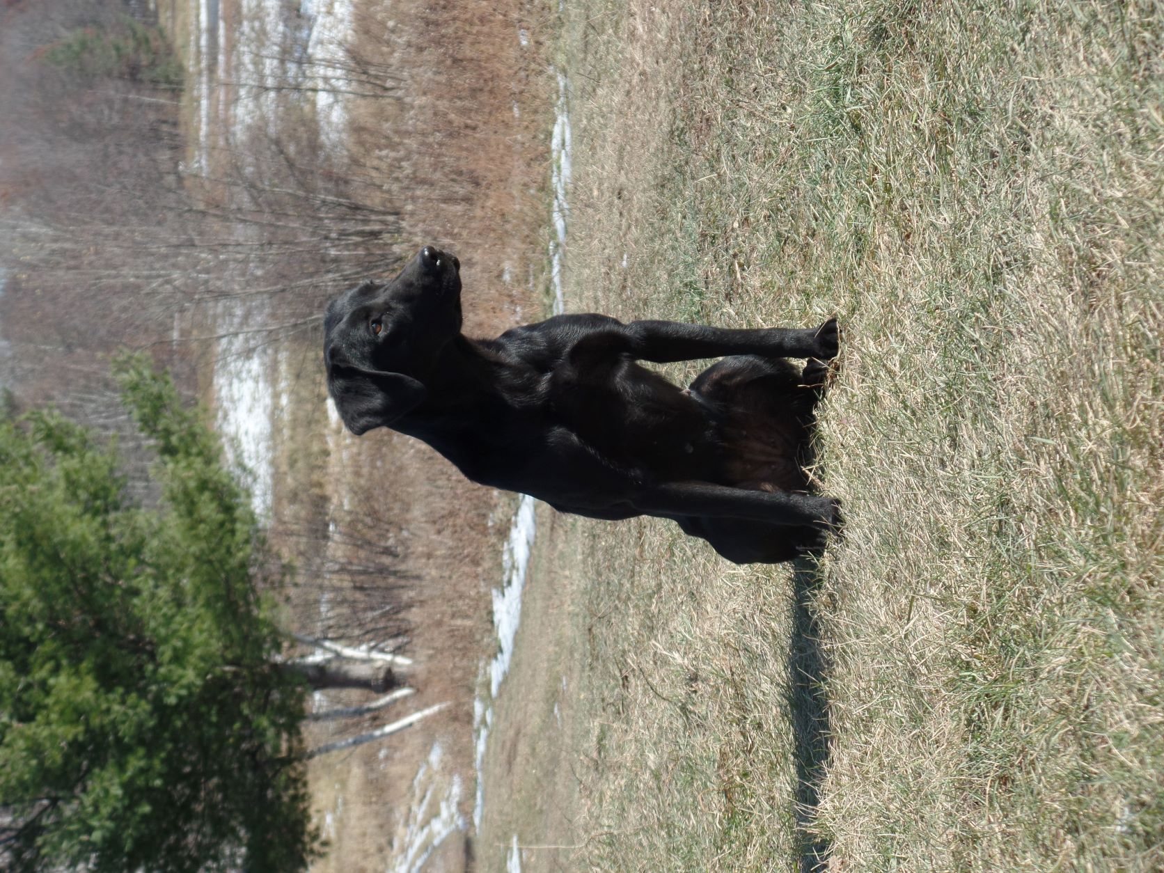 Leather & Lace To Chase JH | Black Labrador Retriver