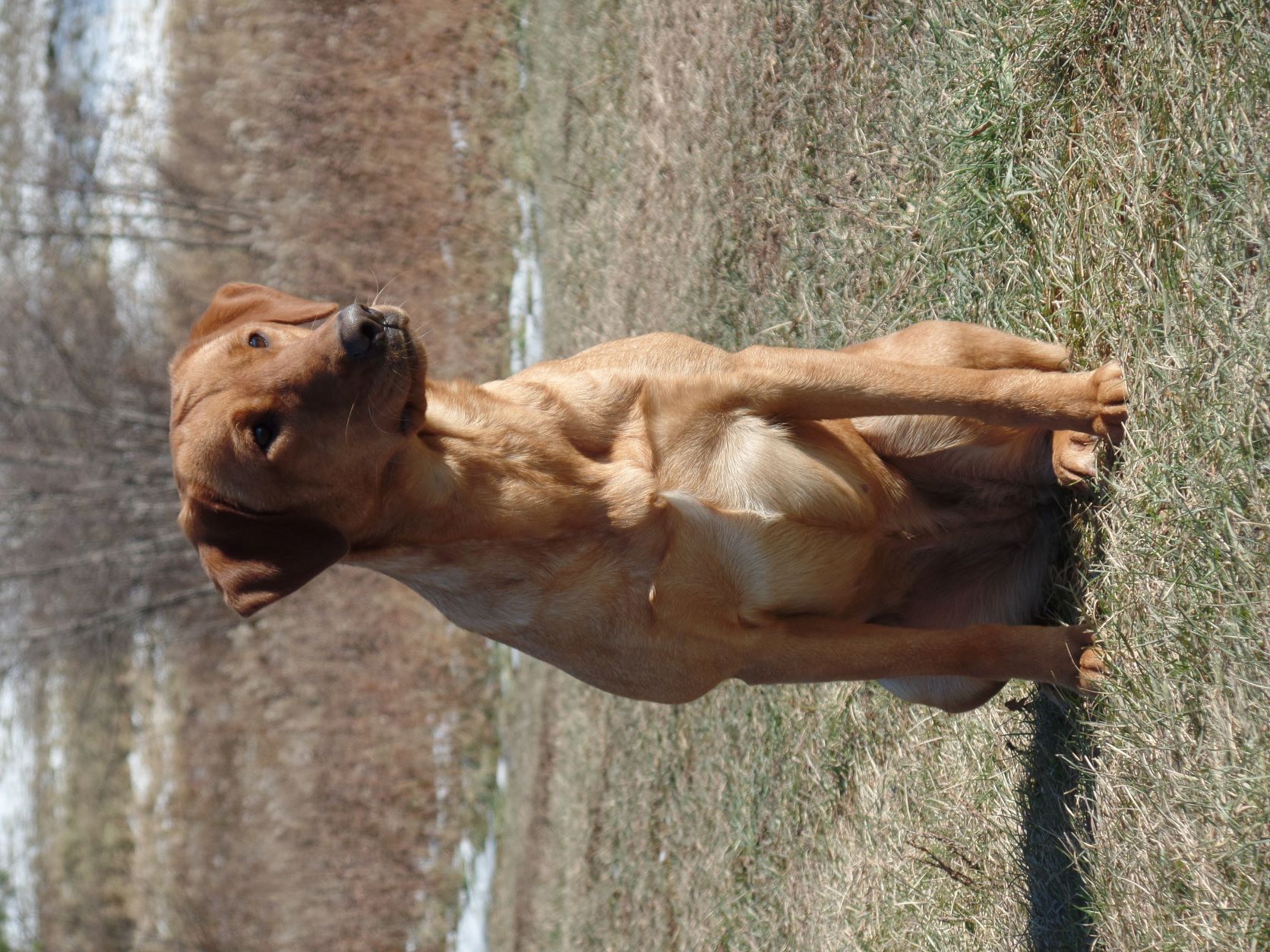 Rugged Mountains Cool Breeze JH | Yellow Labrador Retriver