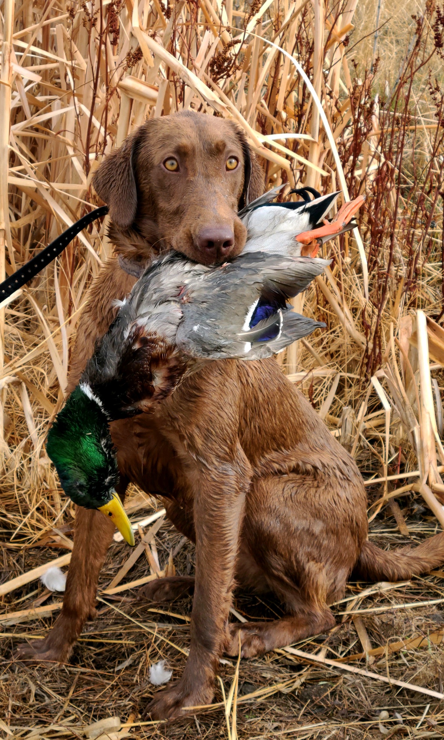 Ace's High Cocoa Mcbunn | Chocolate Labrador Retriver