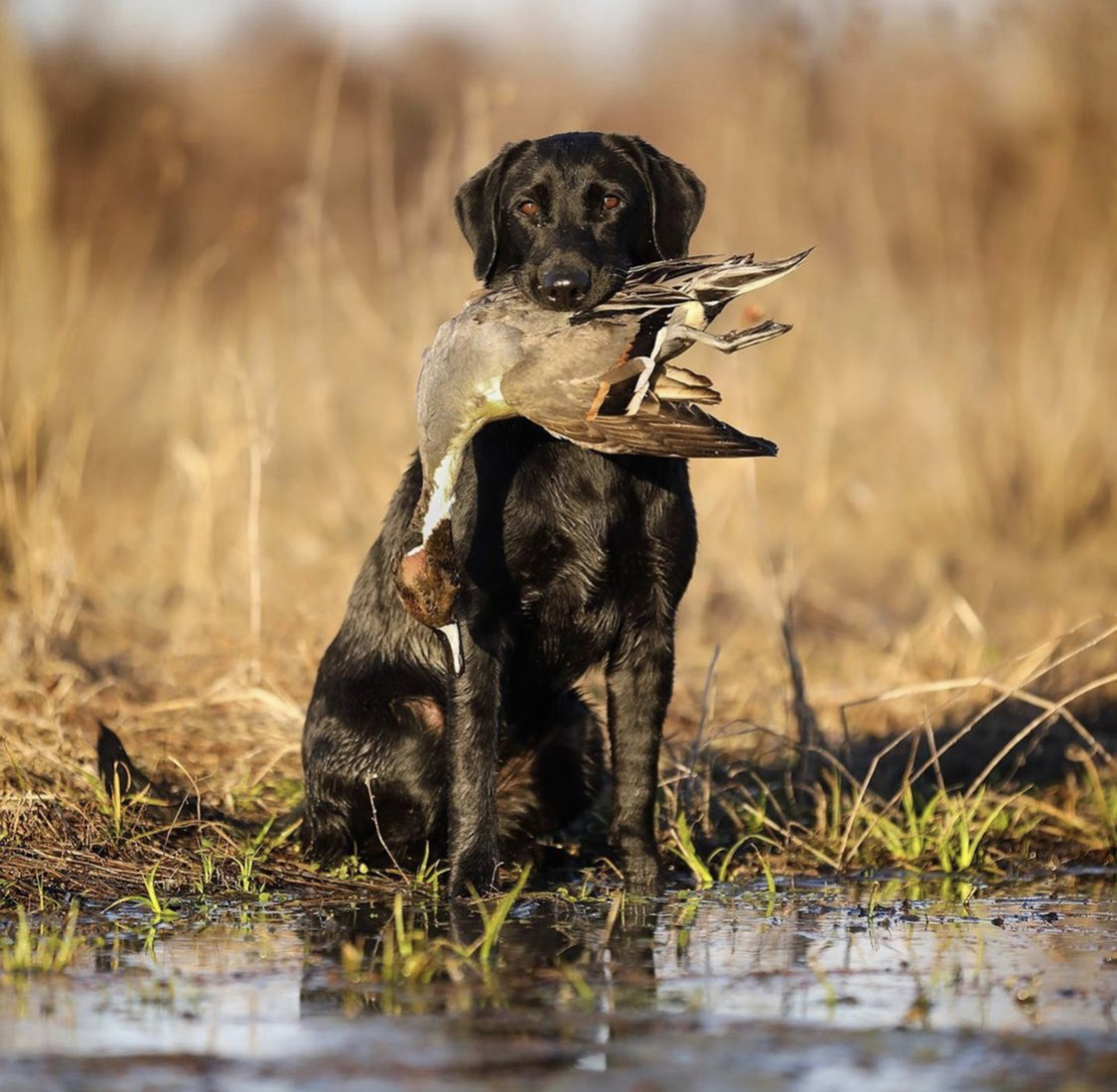 Hambone’s Dancing Bear | Black Labrador Retriver