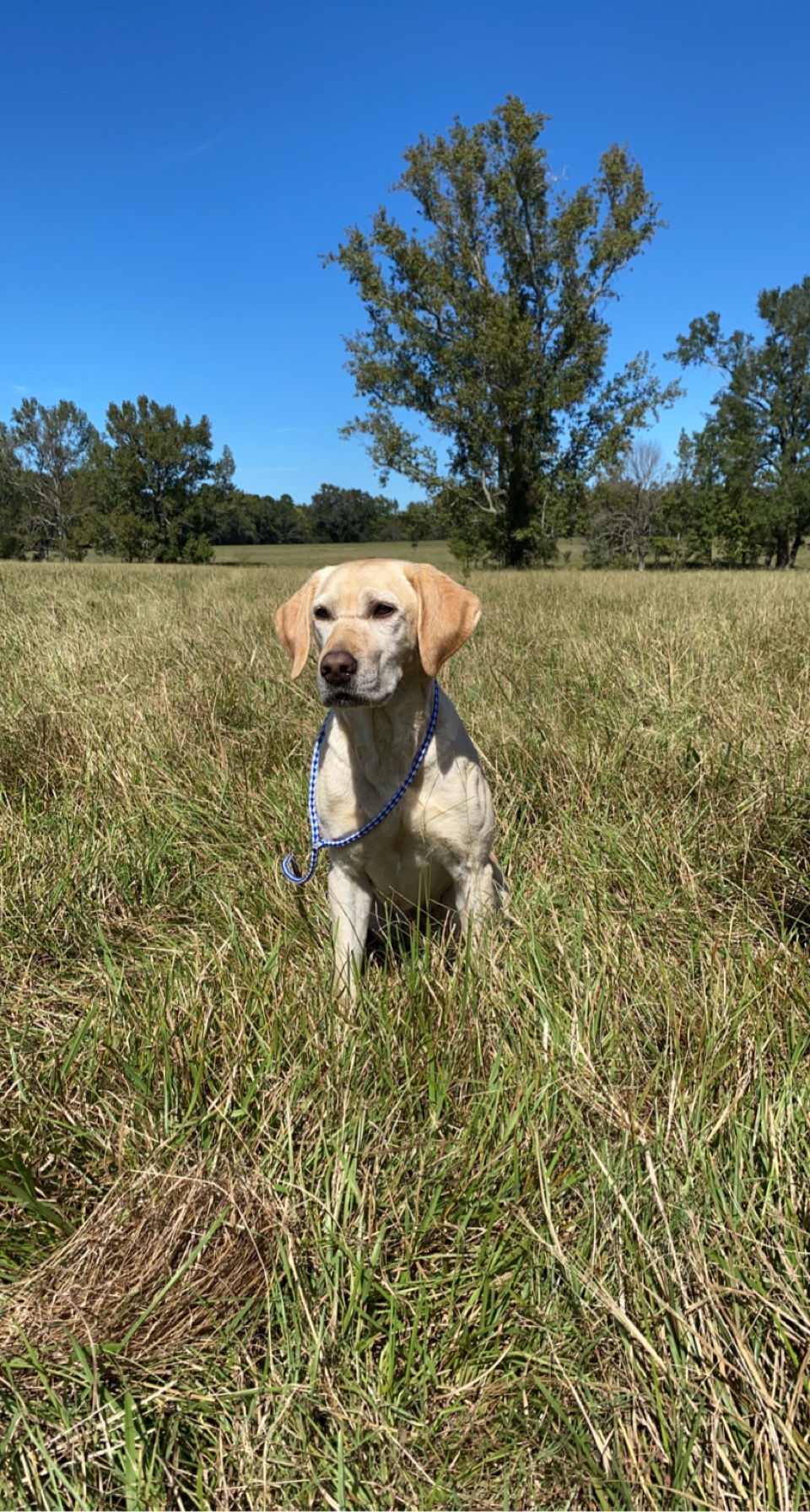 HRCH Craig’s Bayou Dawn Bailey MH | Yellow Labrador Retriver