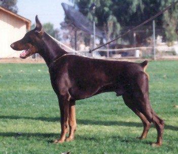 Adlercrest Danzig | Brown Doberman Pinscher