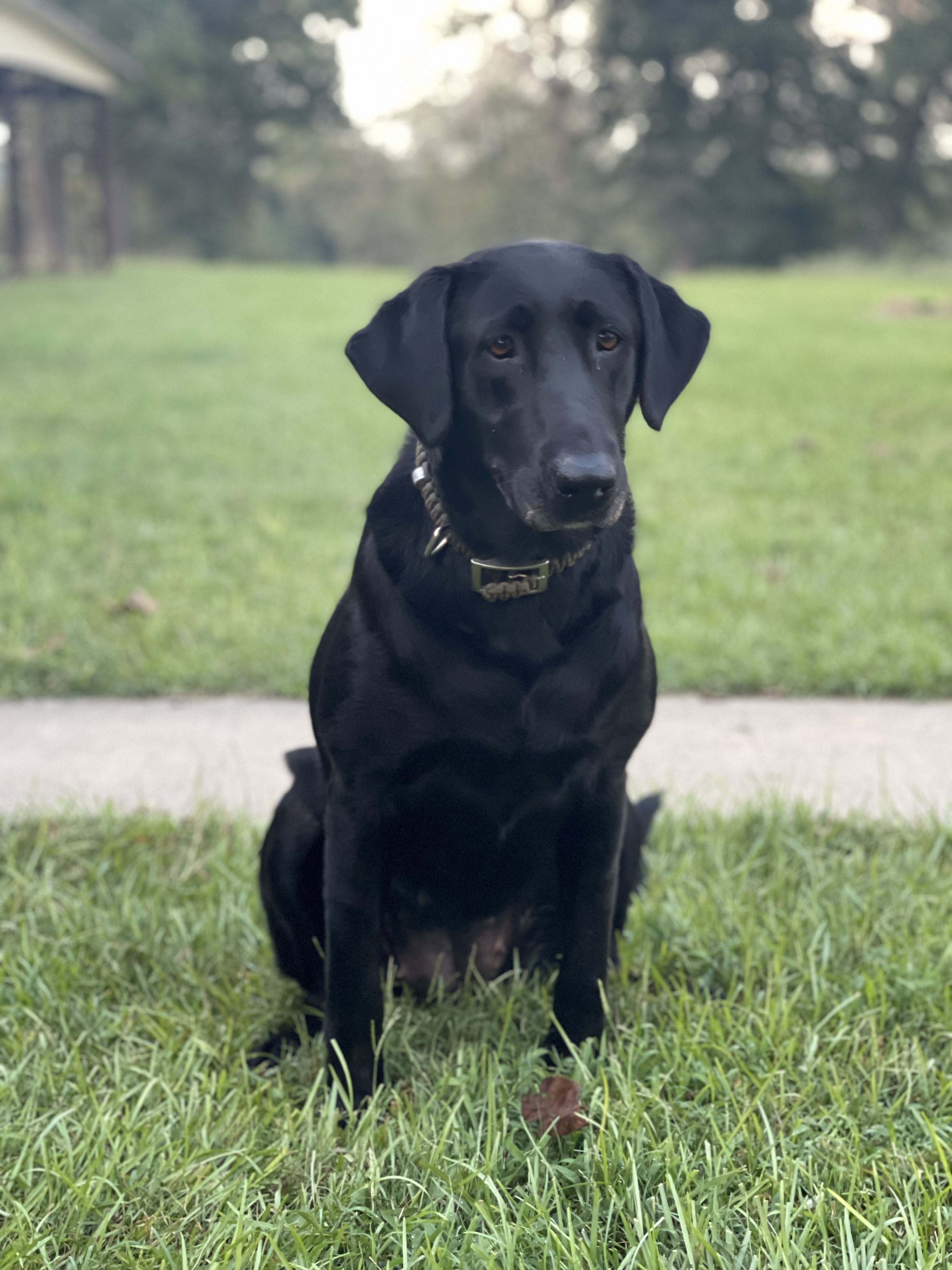 Timber Grace Brown | Black Labrador Retriver