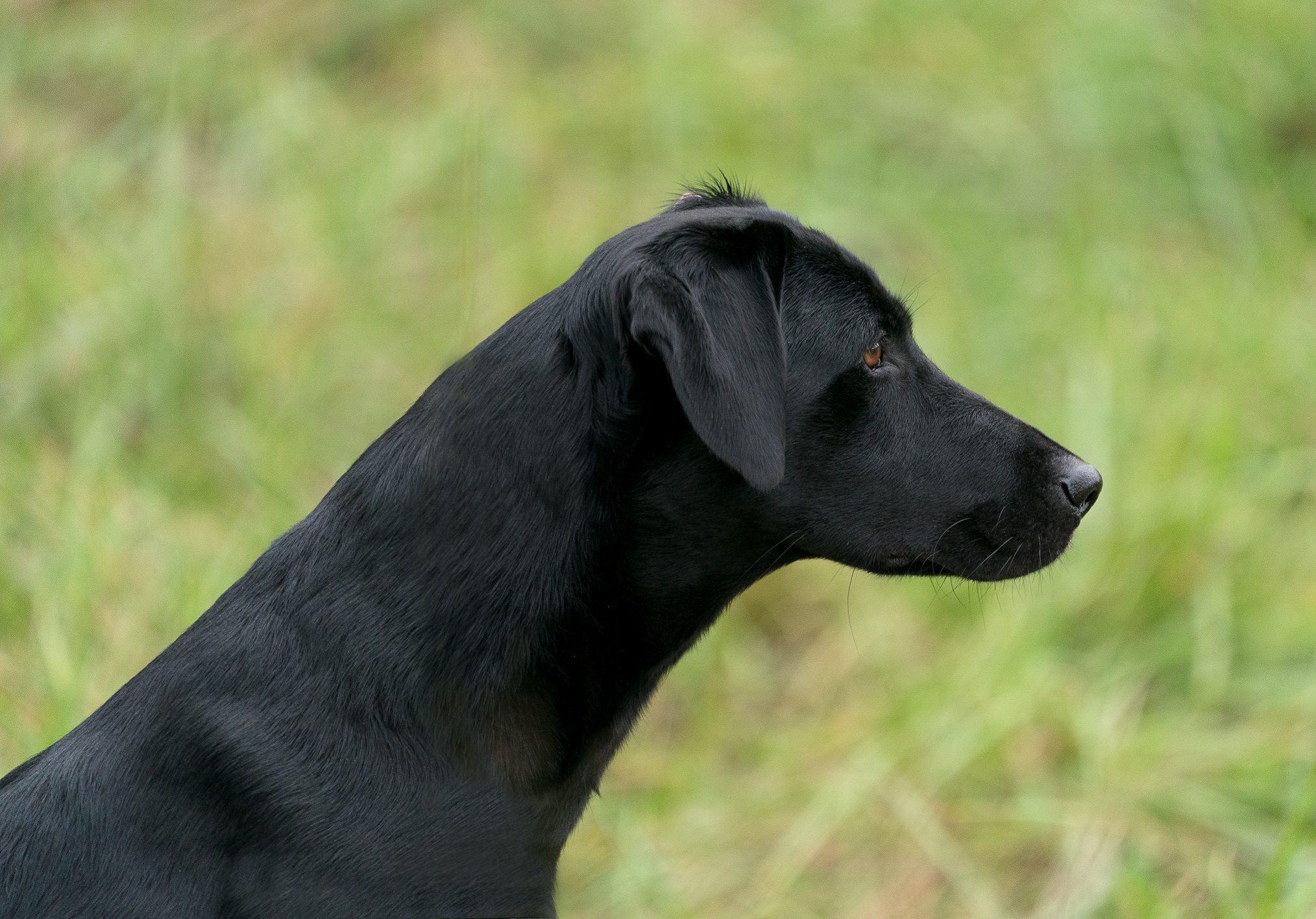 Riverwood's Blu Mayhem | Black Labrador Retriver