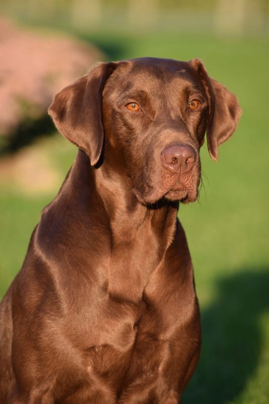 4xGMPR  High Caliber Diamondback's General Mad Dog Mattis MH | Chocolate Labrador Retriver