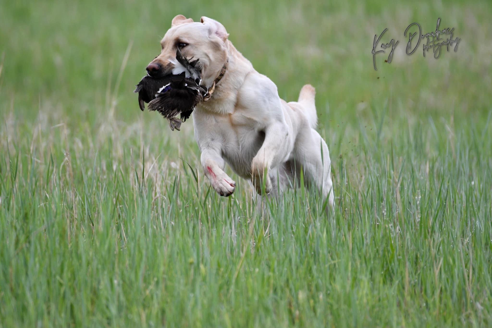 HR Colt Samuel Peacemaker JH | Yellow Labrador Retriver