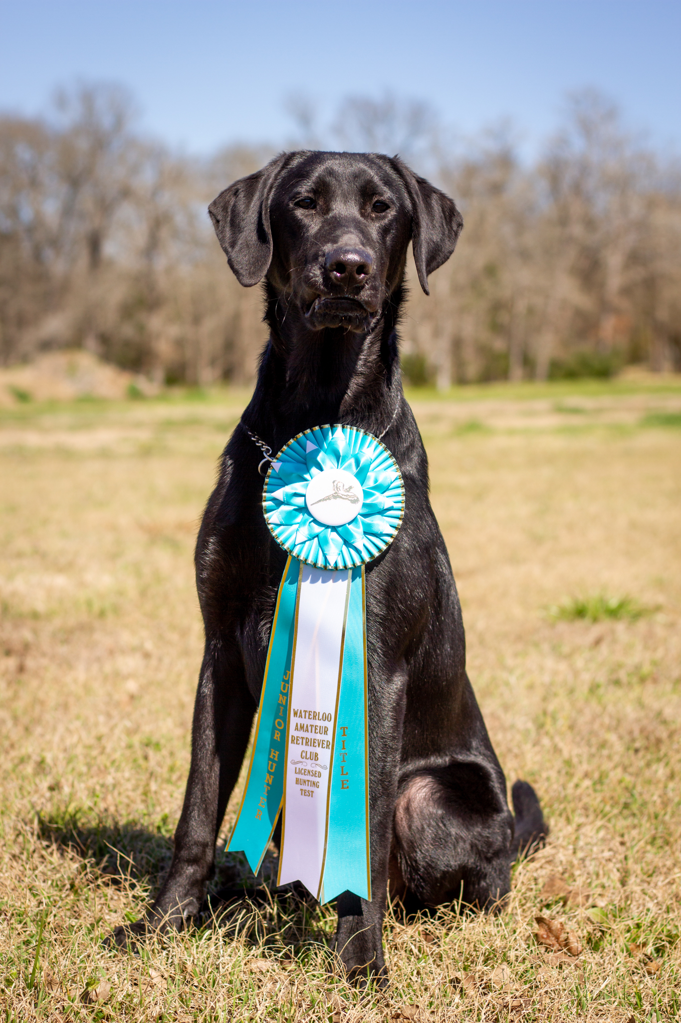 WSD Must Be The Whiskey JH | Black Labrador Retriver