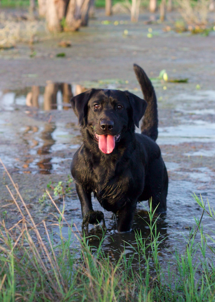 Cash's Ready For Battle SH | Black Labrador Retriver