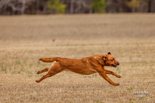 Sierra's Texas Ticket BCAT CA CGC | Yellow Labrador Retriver