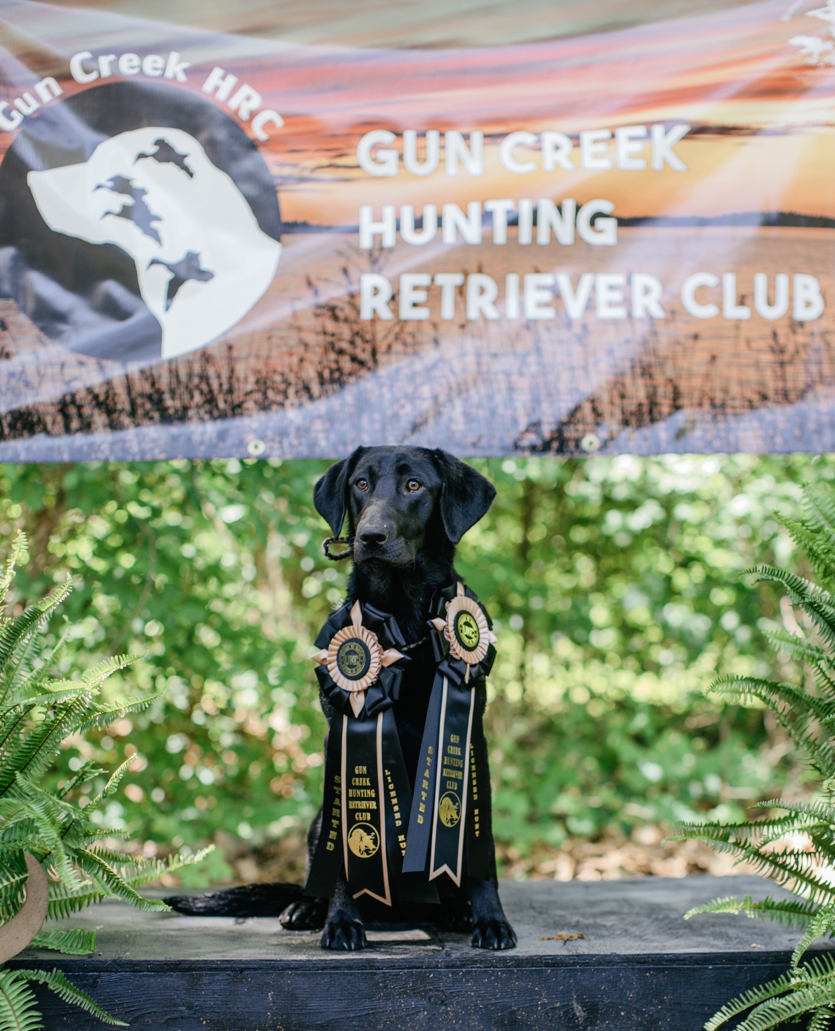 SCK’s Working The Reeds | Black Labrador Retriver