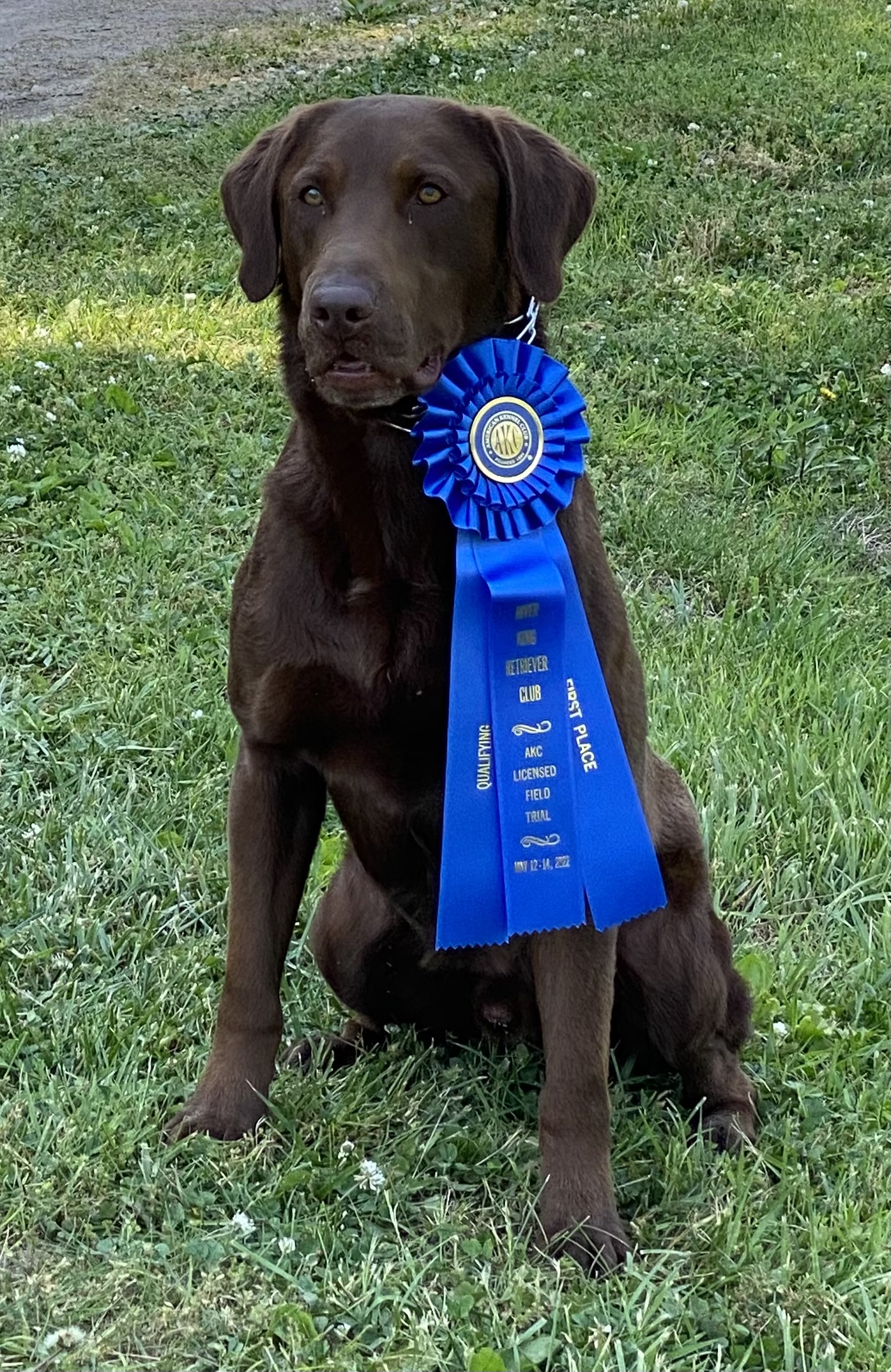 Haywoods Troublesome Gus QA2 | Chocolate Labrador Retriver