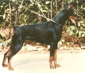 Amida v. Flandrischen Löwen | Black Doberman Pinscher