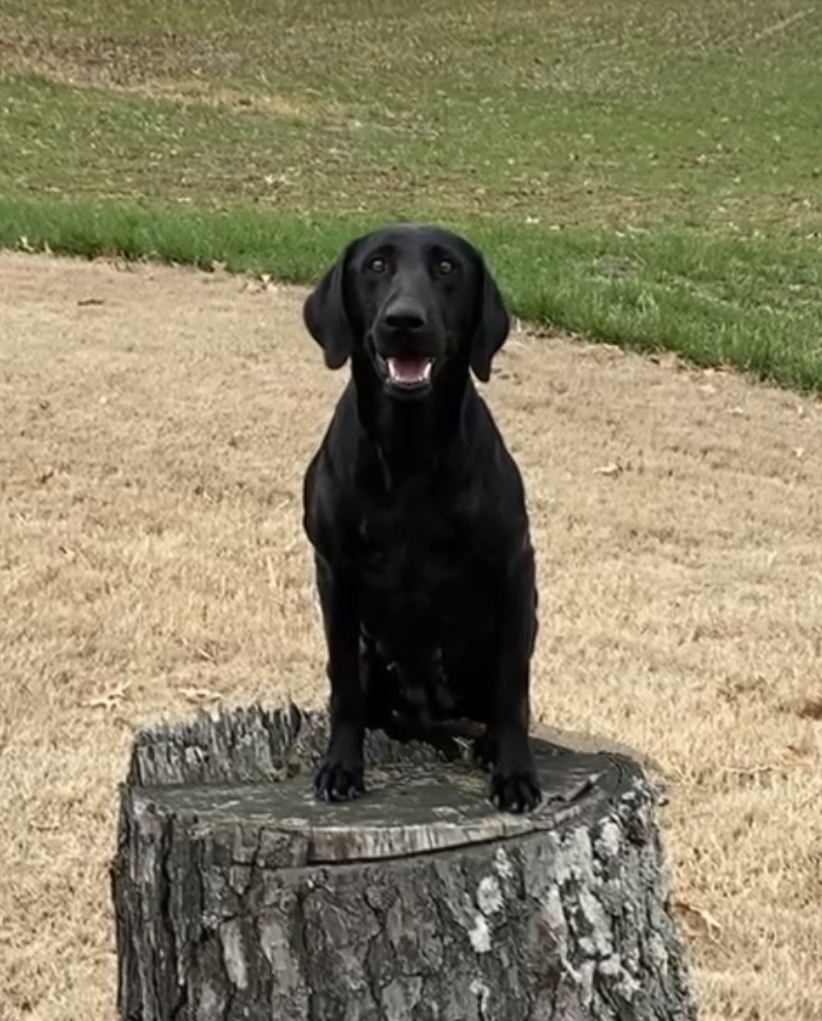 Haywoods Troublesome Hunny | Black Labrador Retriver