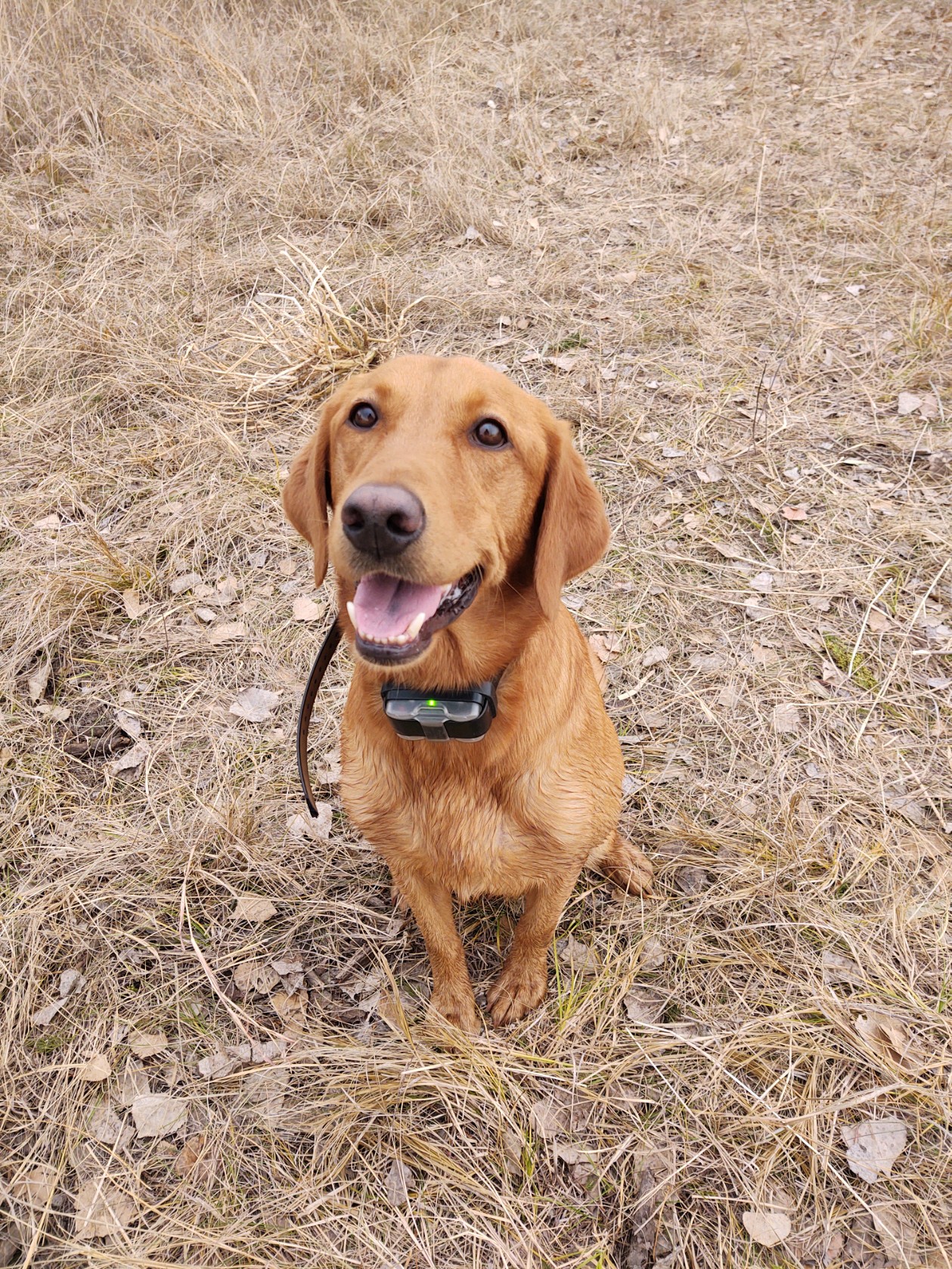 Spices Red Headed Stranger MH | Yellow Labrador Retriver