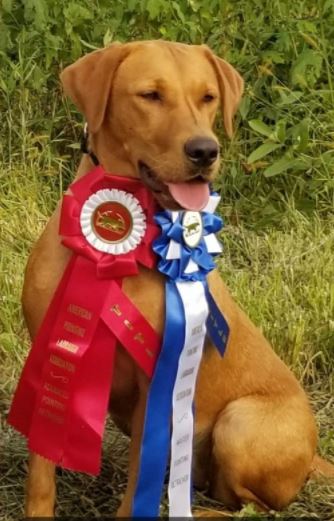 No Limits Lady In Red Arya | Yellow Labrador Retriver