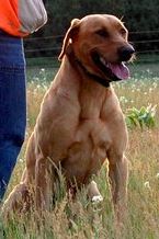 Sauk River Sage Hunter | Yellow Labrador Retriver