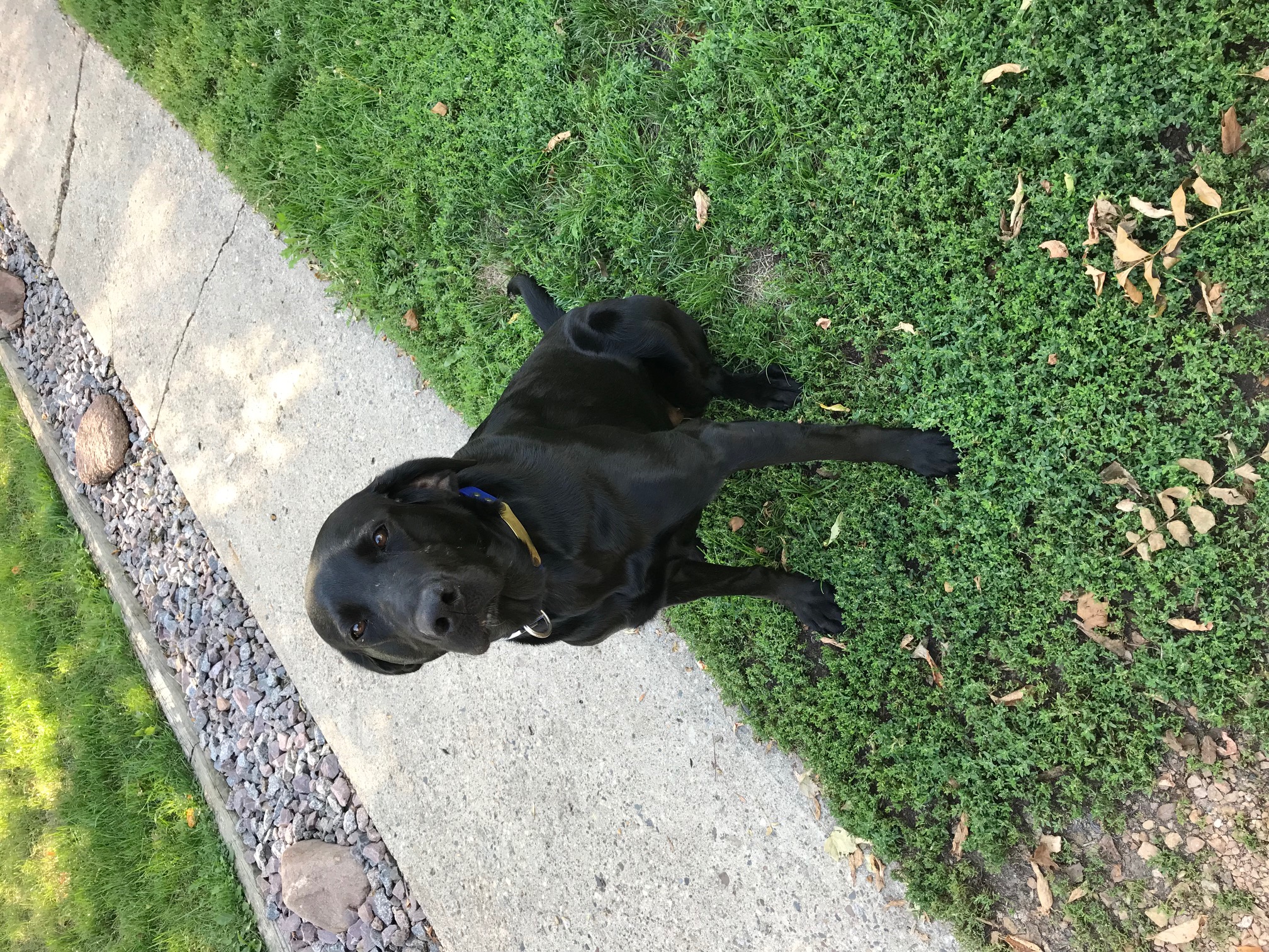 Pine Haven Blue | Black Labrador Retriver