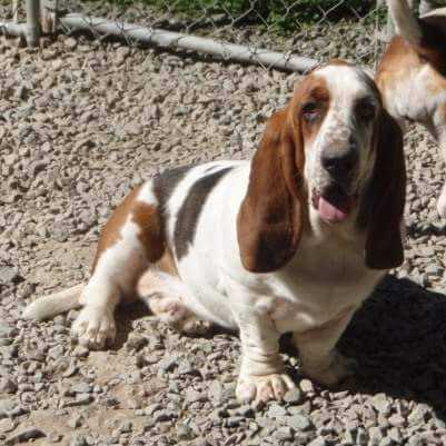 Shays Country Mo of Stonewall | Basset Hound 