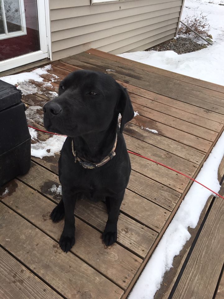 Pine Haven Belle JH | Black Labrador Retriver