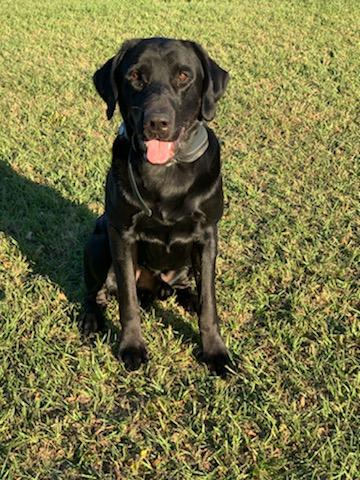 Dirt Road Haven | Black Labrador Retriver