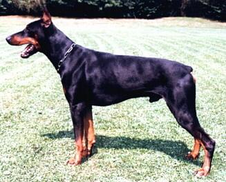 Baron v. Lechfeld | Black Doberman Pinscher