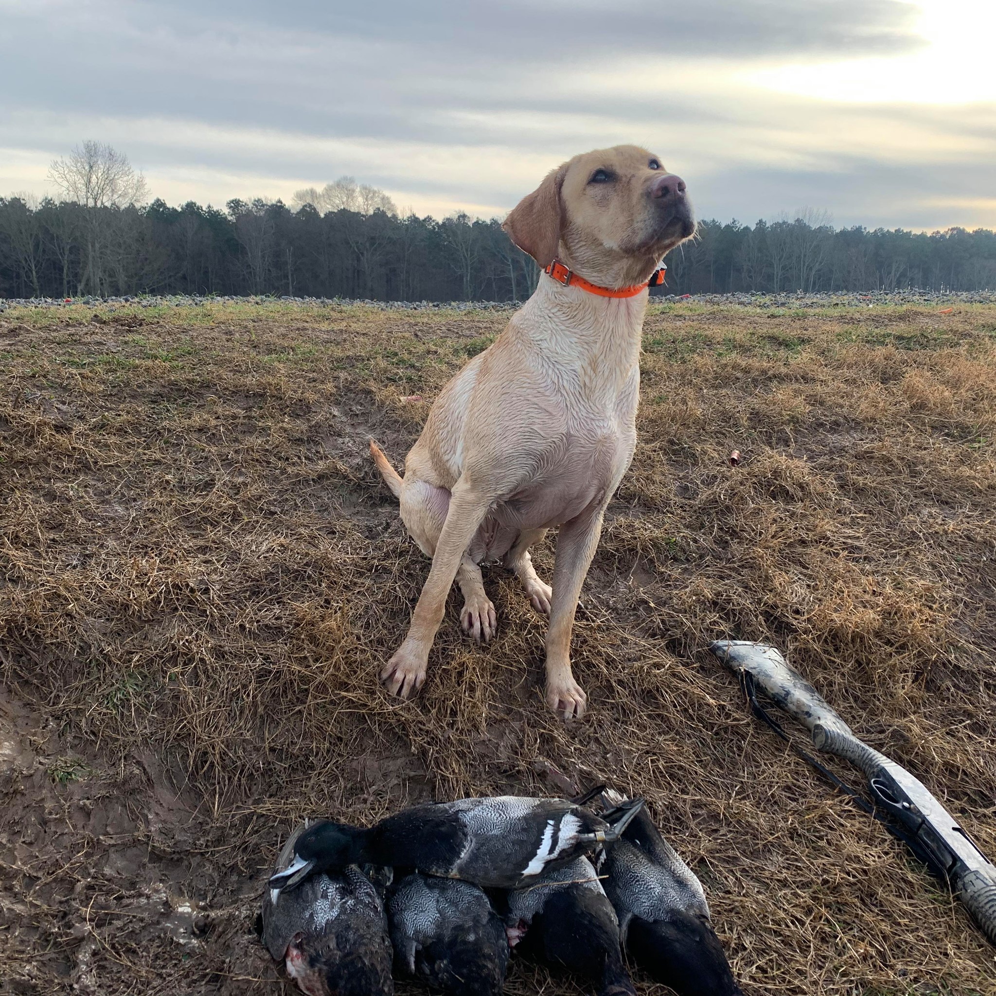 Tessa Chambers | Yellow Labrador Retriver